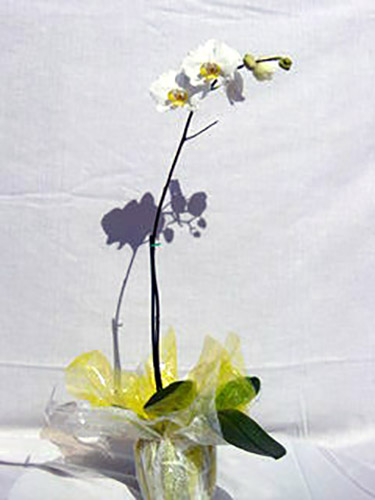 Gift Wrapped Phalaenopsis