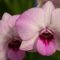 Care and Handling of Dendrobium Orchids