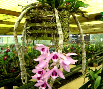 Dendrobium Anosmum “Honohono”