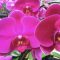 Care and Handling of Phalaenopsis Orchids